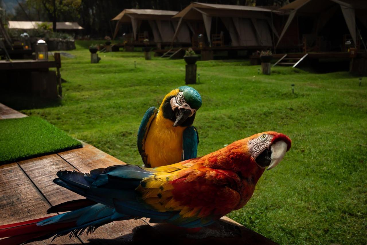 Hotel Glamping Chaska Ocupi Urubamba Exteriér fotografie